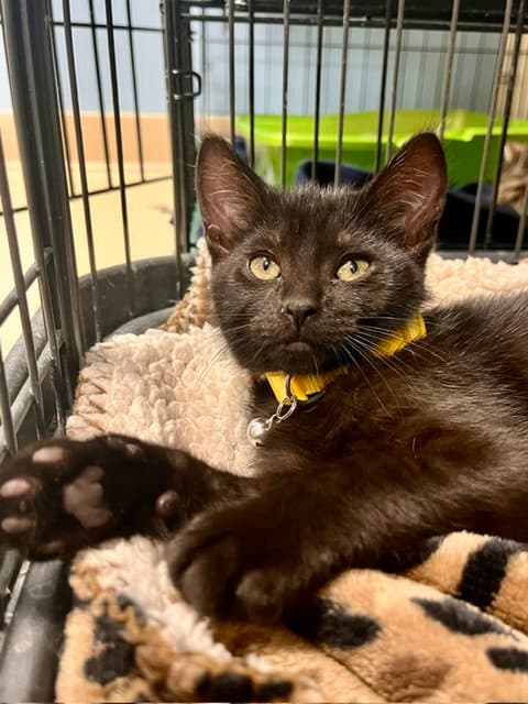 Colander - Domestic Short Hair