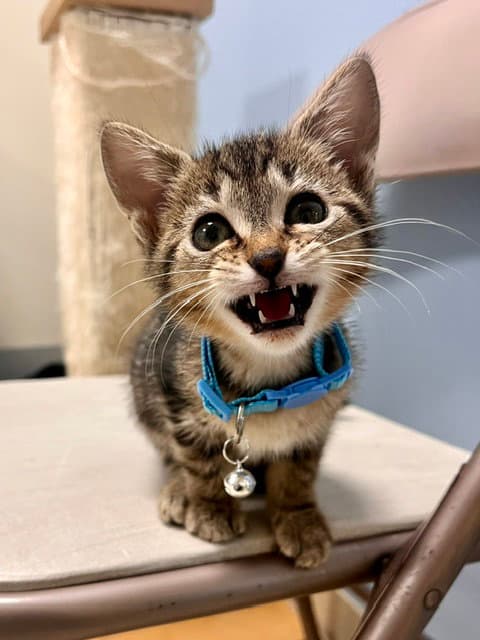 Tong - Domestic Short Hair