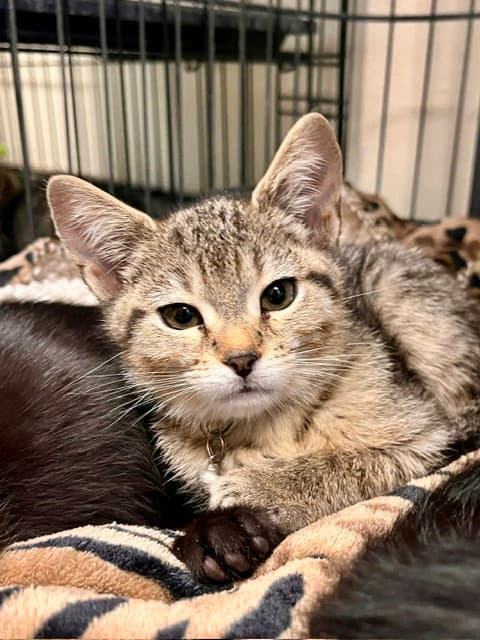 Briar - Domestic Short Hair