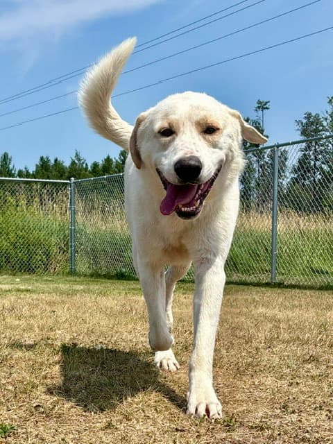 Henry Ford - Labrador Retriever