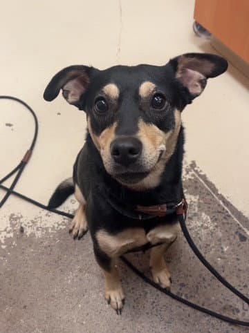 Nysa - Miniature Pinscher