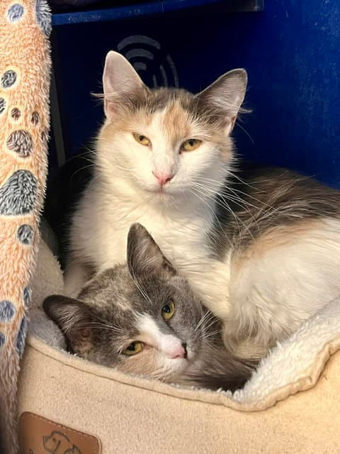 Farah  Fanny - Domestic Medium Hair