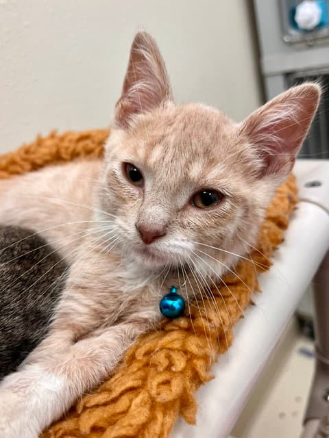 Zak - Domestic Short Hair