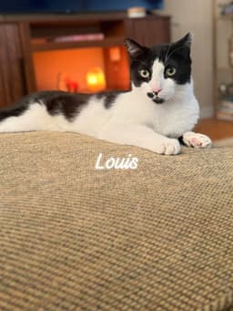 Louis image 4