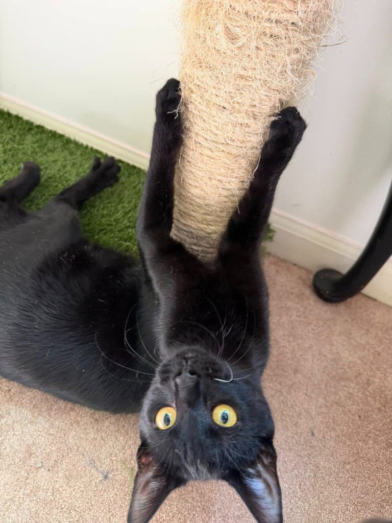 Phantom - Domestic Medium Hair