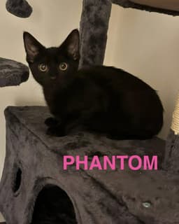 Phantom image 3