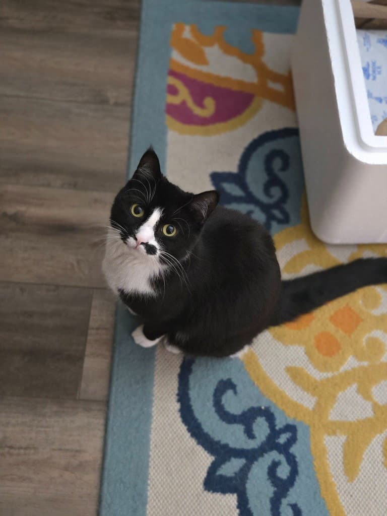 Rosa - Domestic Medium Hair