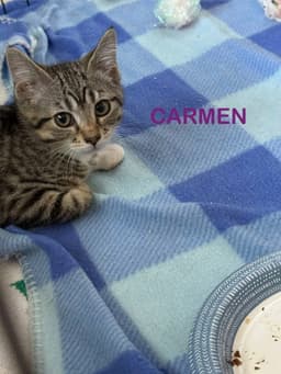 Carmen image 1