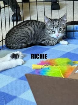 Richie image 1