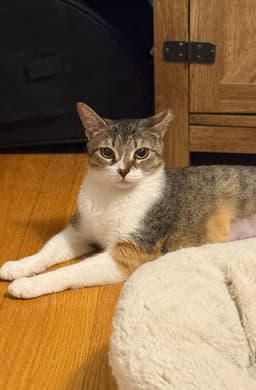 Dottie image 3