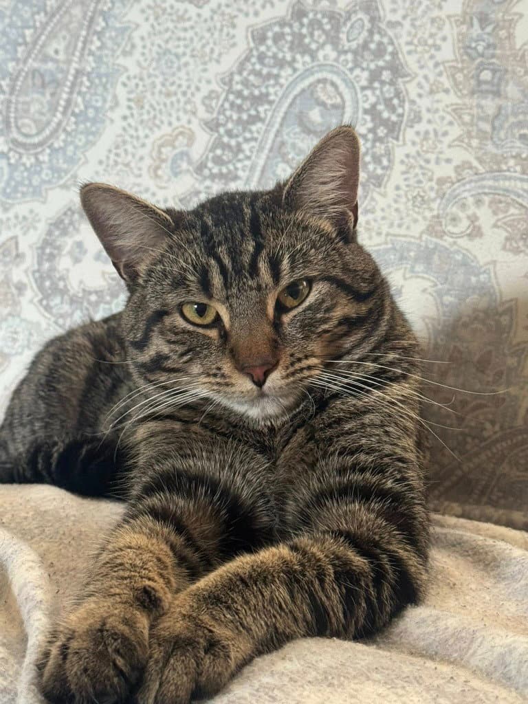 Yoshi - Domestic Short Hair