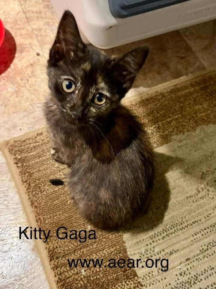 Kitty Gaga - Domestic Medium Hair