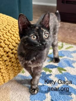Kitty Gaga image 1