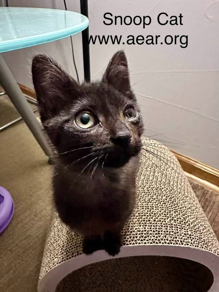 Snoop Cat - Domestic Medium Hair
