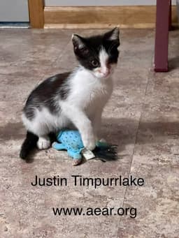 Justin Timpurrlake image 1