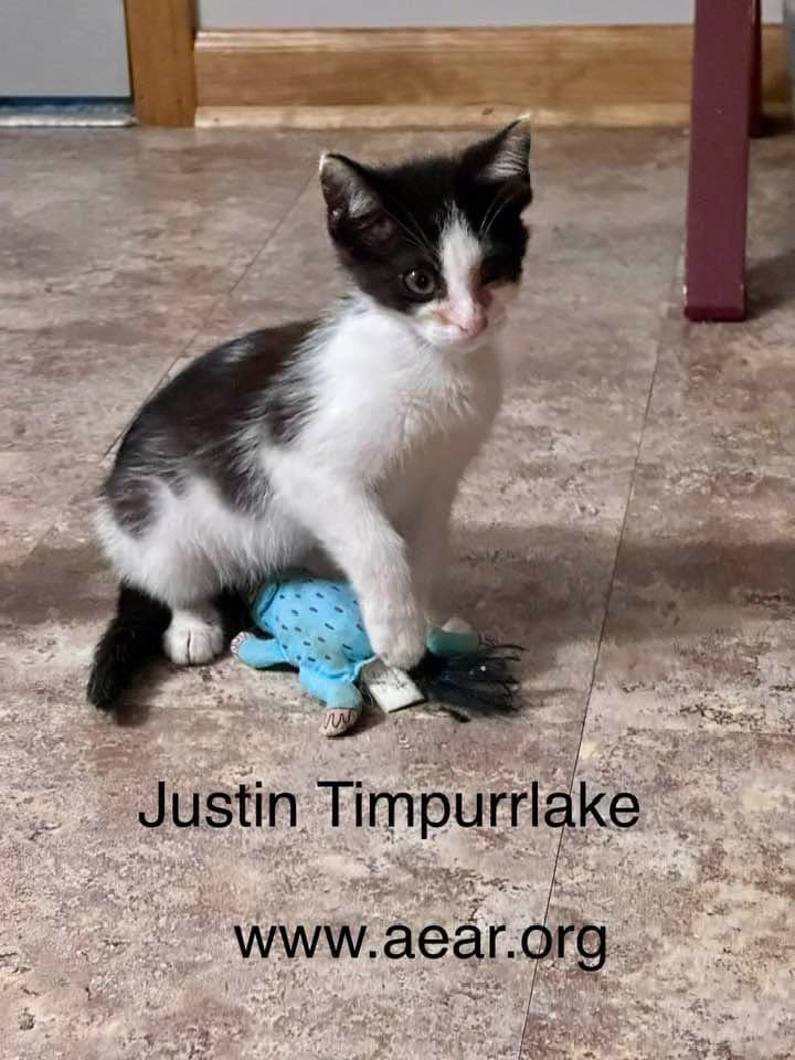 Justin Timpurrlake - Domestic Medium Hair