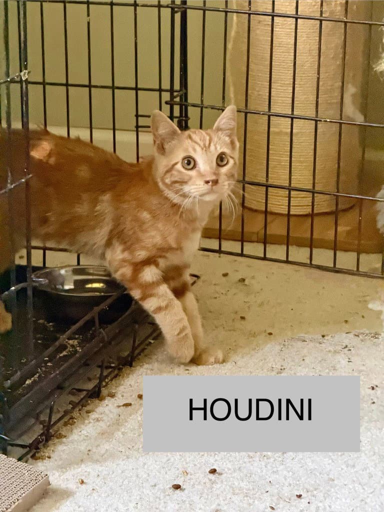 Houdini - Domestic Medium Hair