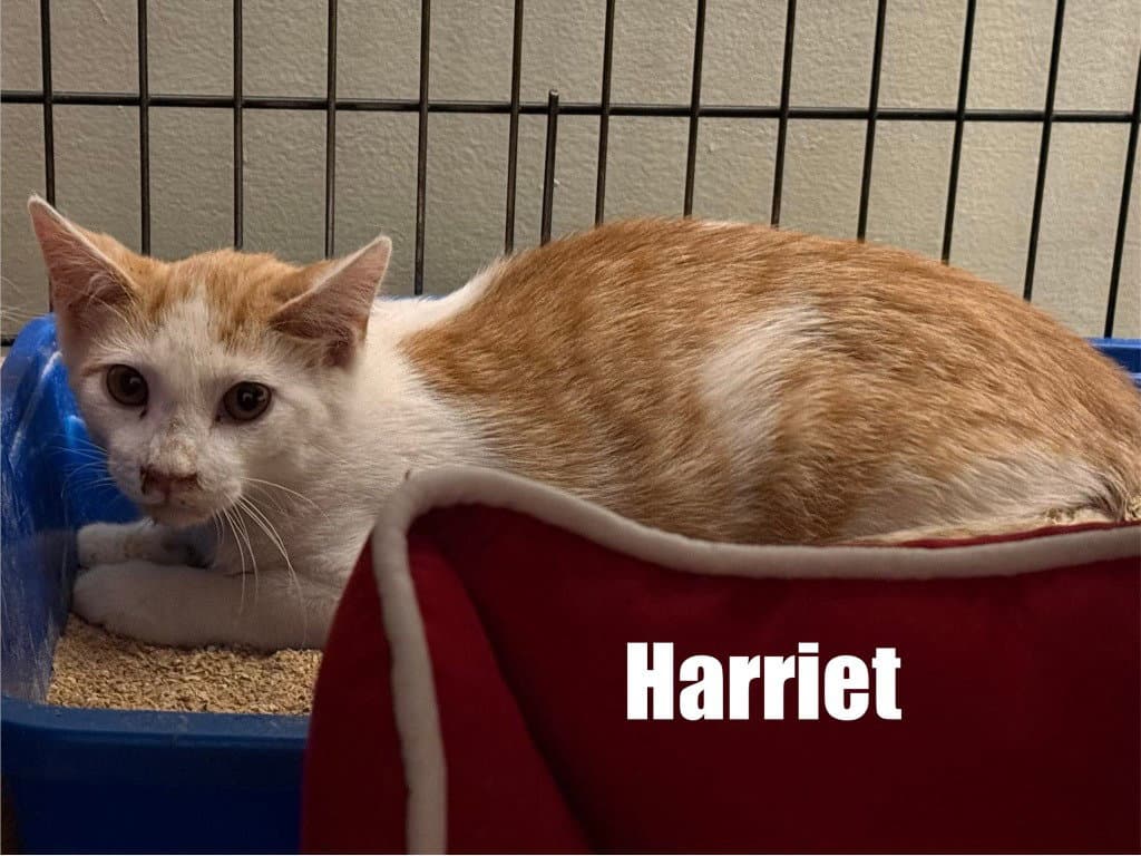 Harriet - Domestic Medium Hair