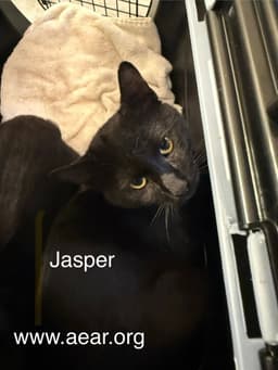 Jasper image 1