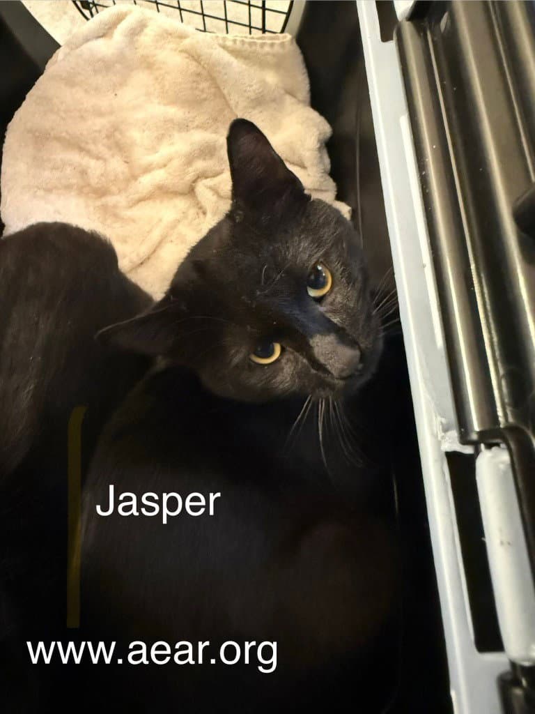 Jasper - Domestic Medium Hair