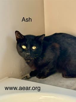 Ash image 1