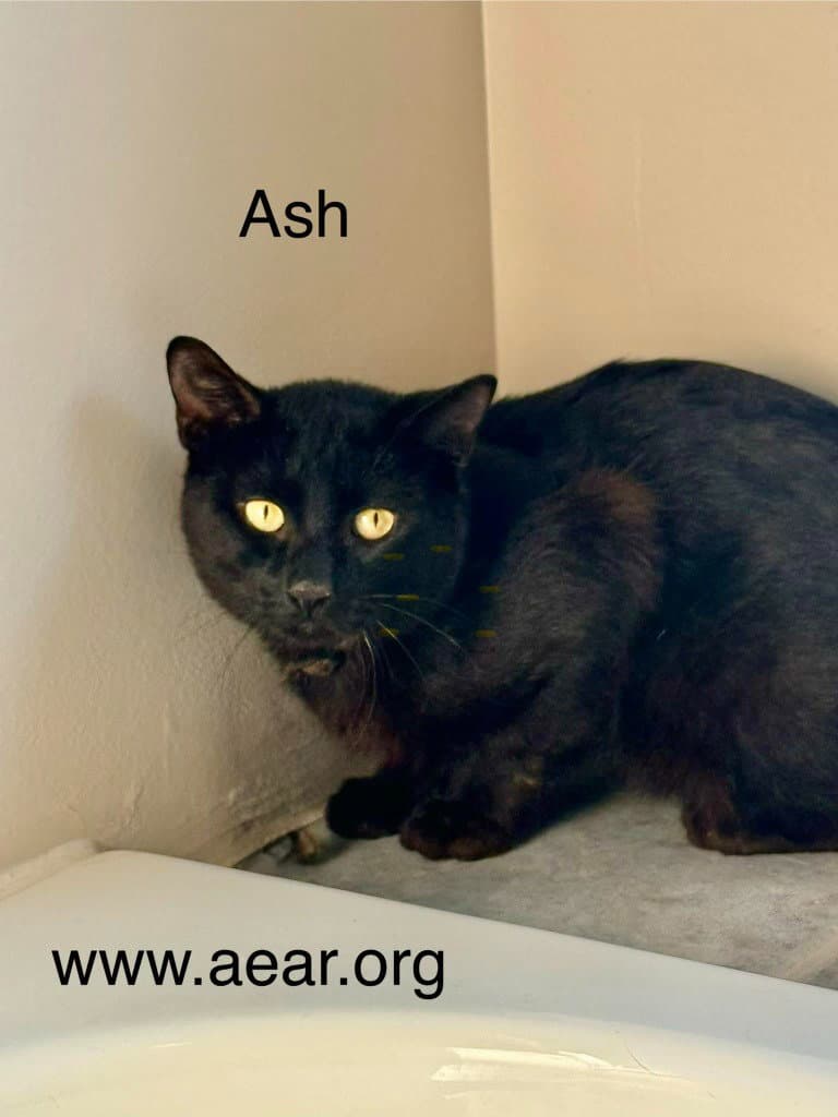 Ash - Domestic Medium Hair