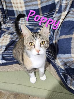 Poppy image 1