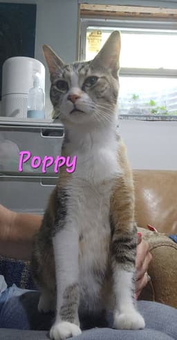Poppy image 3