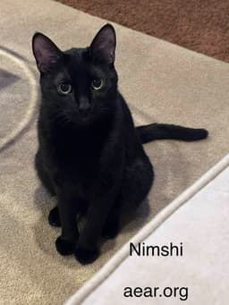 Nimshi image 4