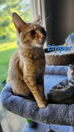 Zipper image 2