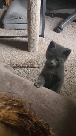 Nacho image 1