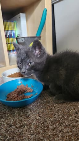 Nacho image 3
