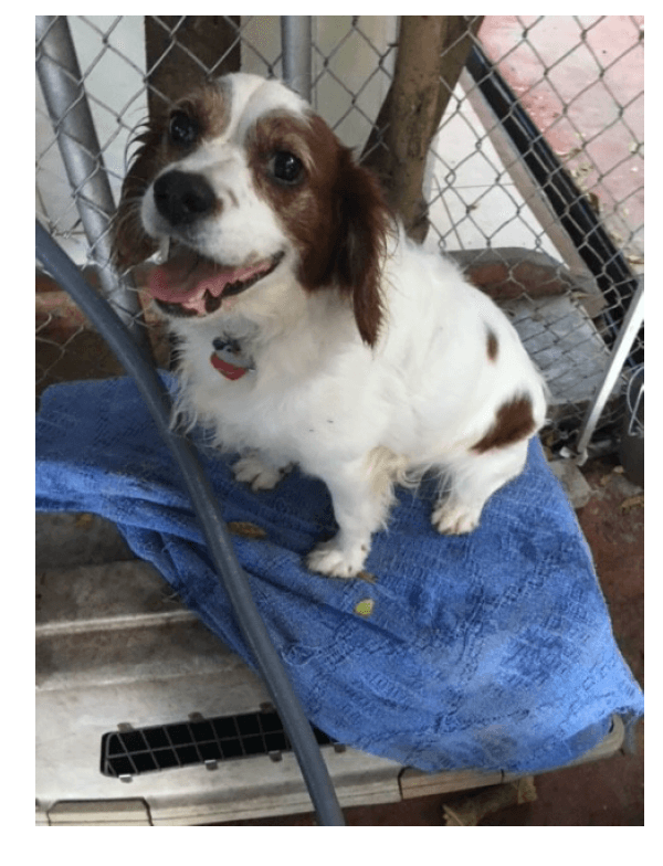 Kingsley - Cavalier King Charles Spaniel