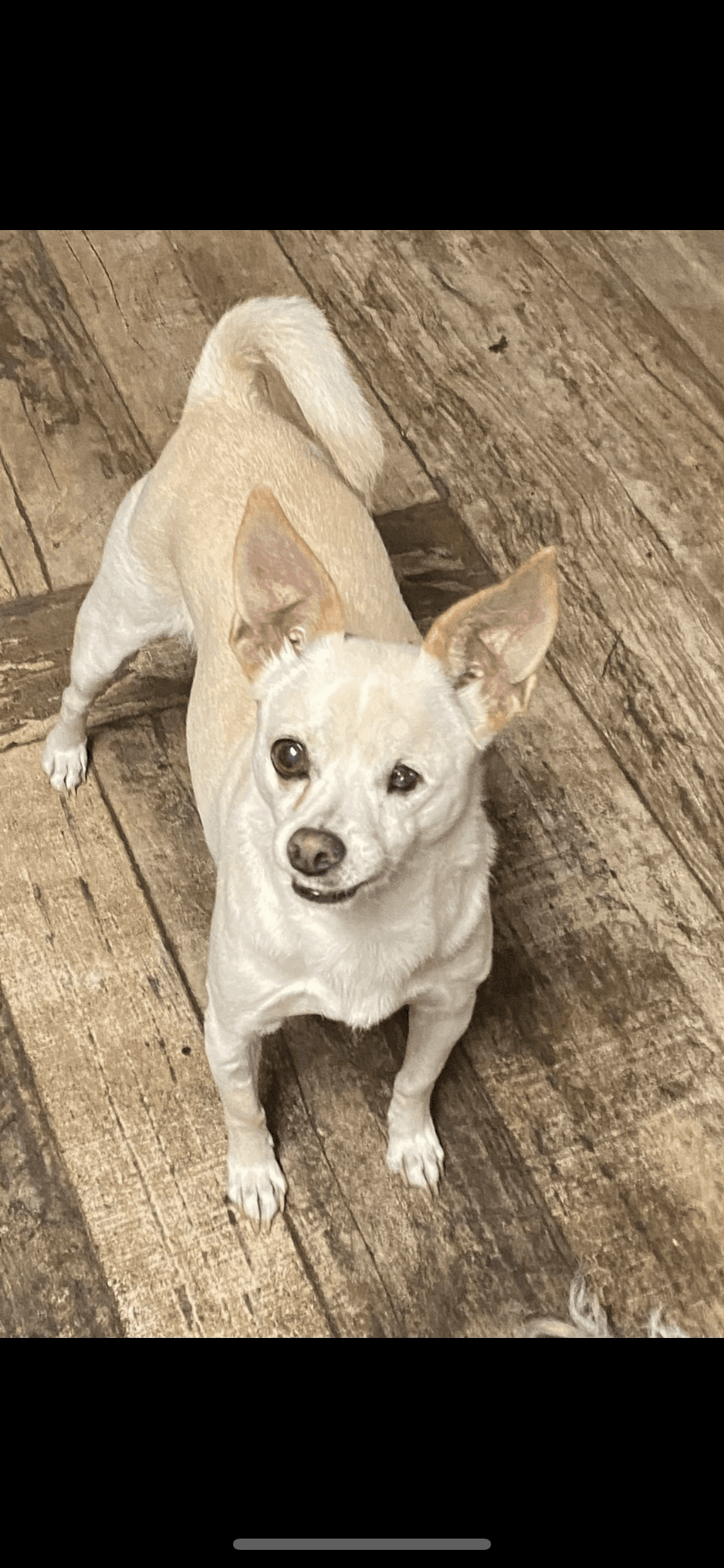 Sugar Plum - Chihuahua