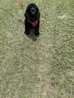 Princess image 1