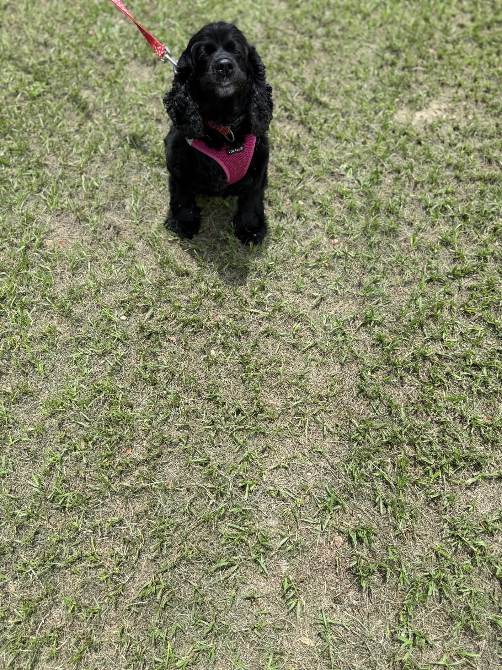 Princess - Cocker Spaniel