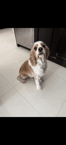 Bruno image 1