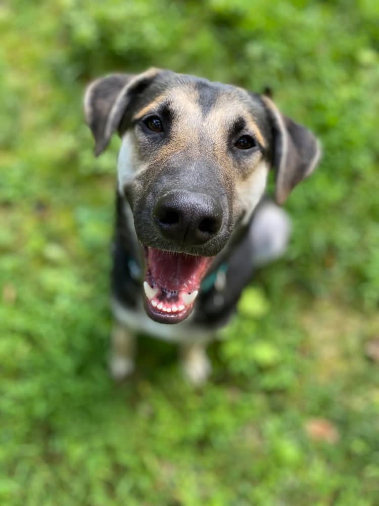 Stryder - German Shepherd Dog