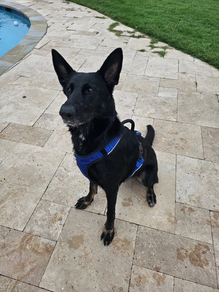 Moonlight - German Shepherd Dog