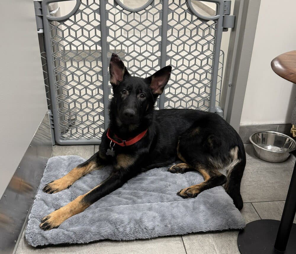 Reba - German Shepherd Dog