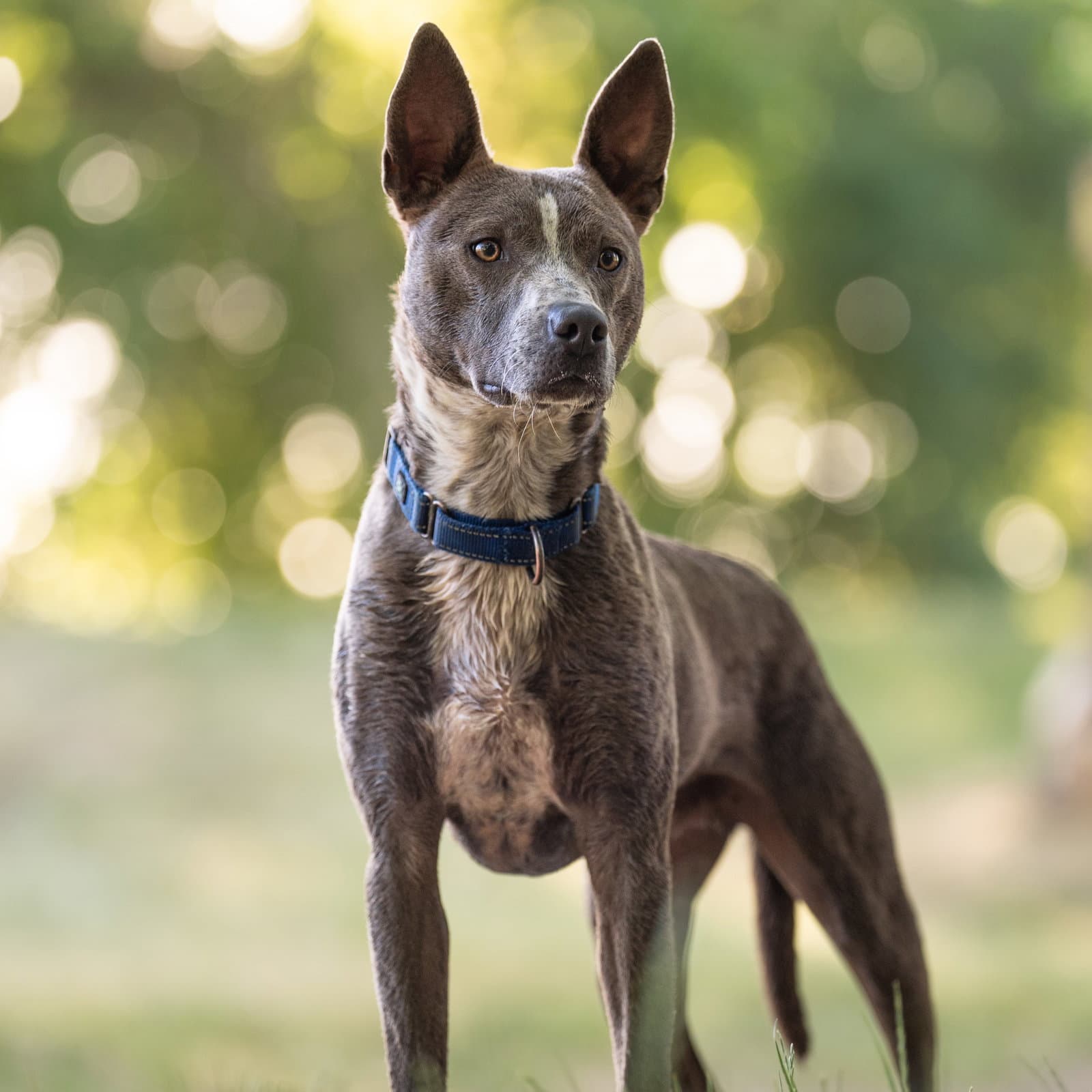 Trey - Australian Cattle Dog/Blue Heeler