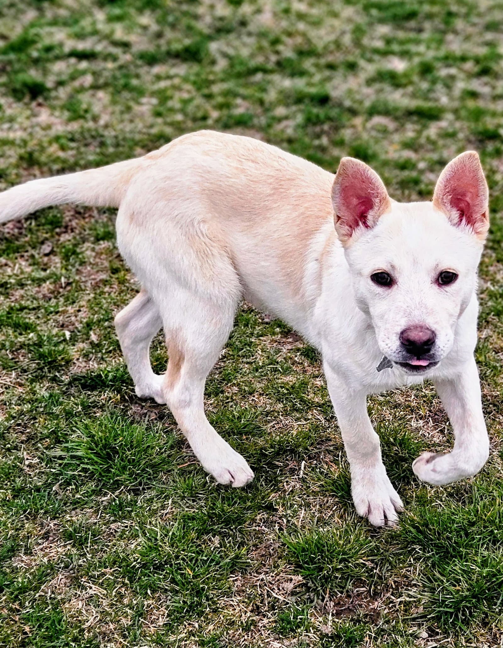 Raphael - Australian Cattle Dog/Blue Heeler