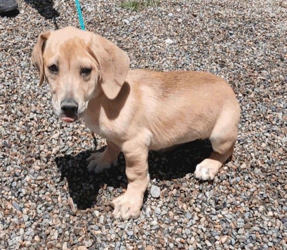 Spica - Basset Hound