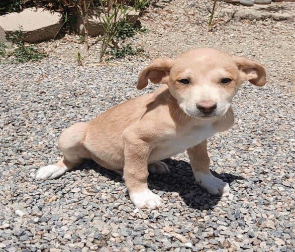 Altair - Basset Hound