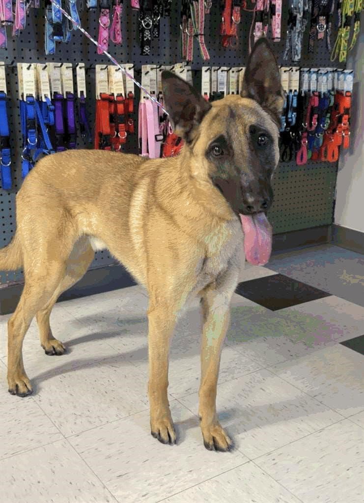 Titus - Belgian Shepherd Malinois