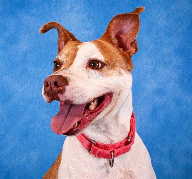 Daphne - Pit Bull Terrier