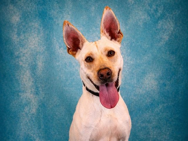 Dasher - Carolina Dog