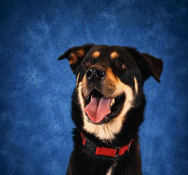 Cooper - German Shepherd Dog