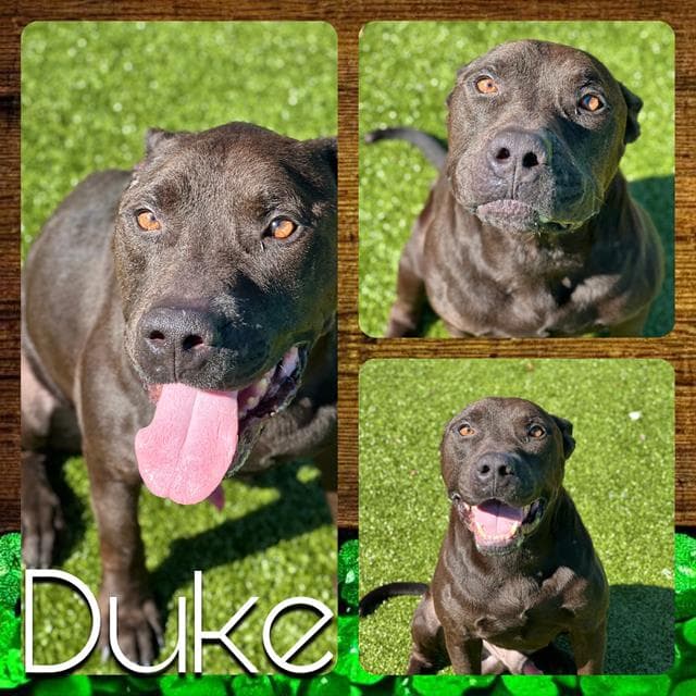 Duke - Pit Bull Terrier