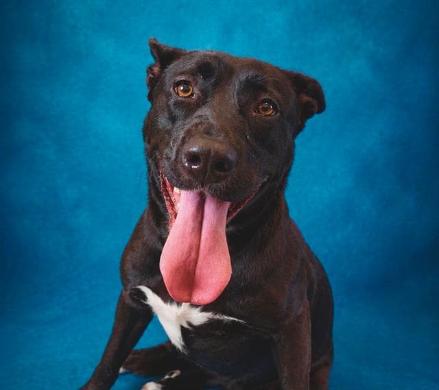 Arch - American Pit Bull Terrier